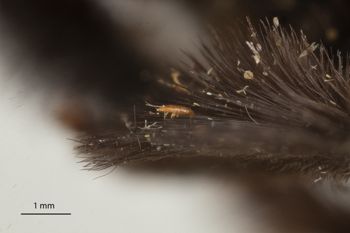 Media type: image;   Entomology 810671 Aspect: Leg hind